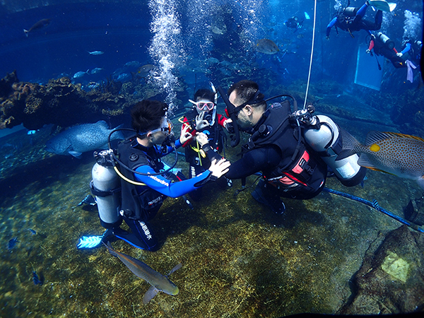 12/12正式上線！PADI 最新課程【休閑潛水員Resort Diver】 丨 一天拿證，潛遍全球